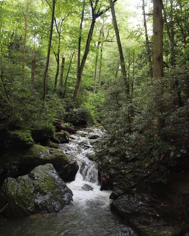 POP-UP EVENT ADDITION: 
NATURE HIKE at Tucquan Glen Nature Preserve.

Saturday 9:30-11:30 (meet at 9 at main stage left for directions to our start point)

Join Intuitive Herbalist and Wild Herb Forager Alison Hunley, along with Wild Mushroom Forager