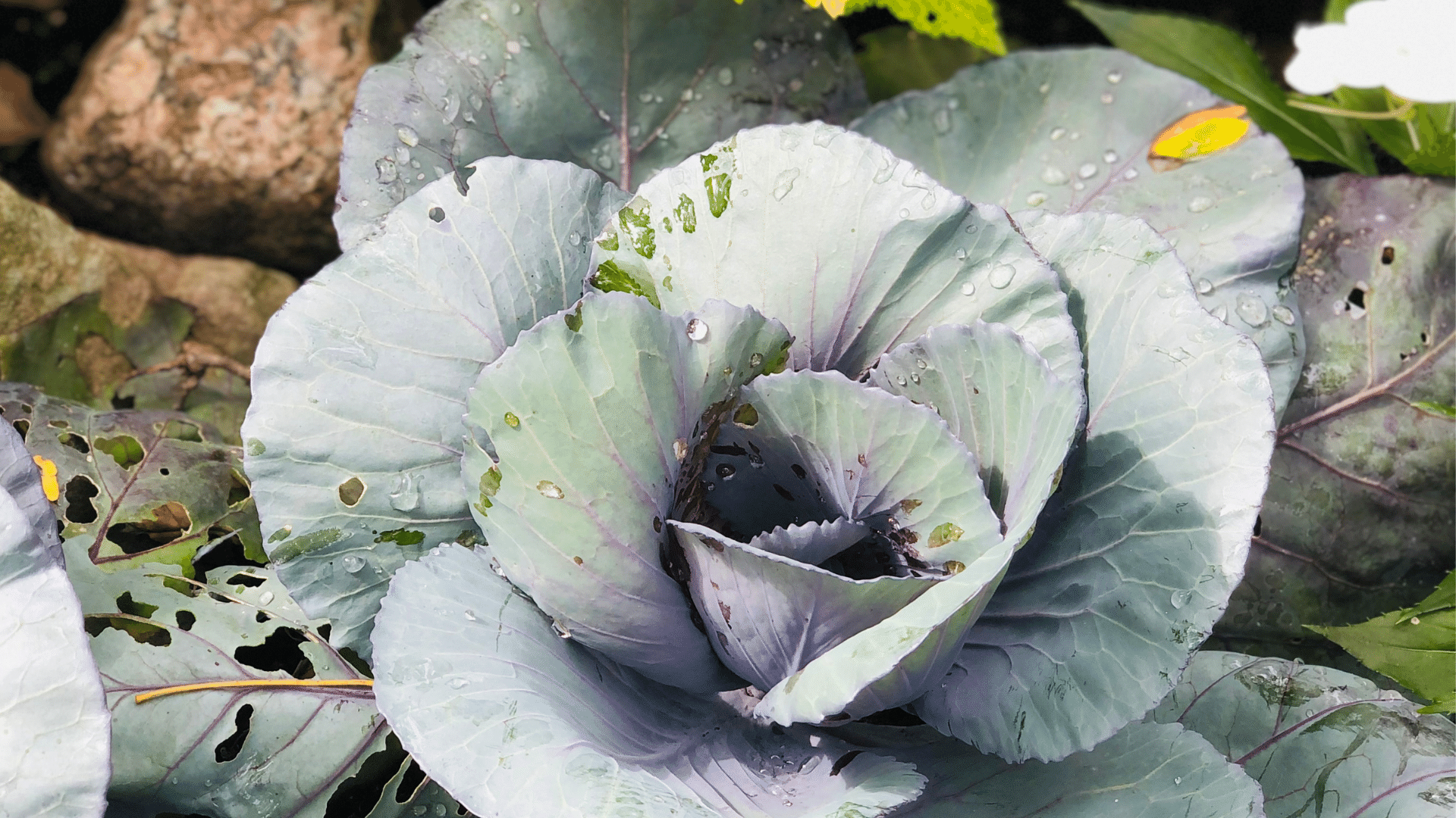 Water Your Garden
