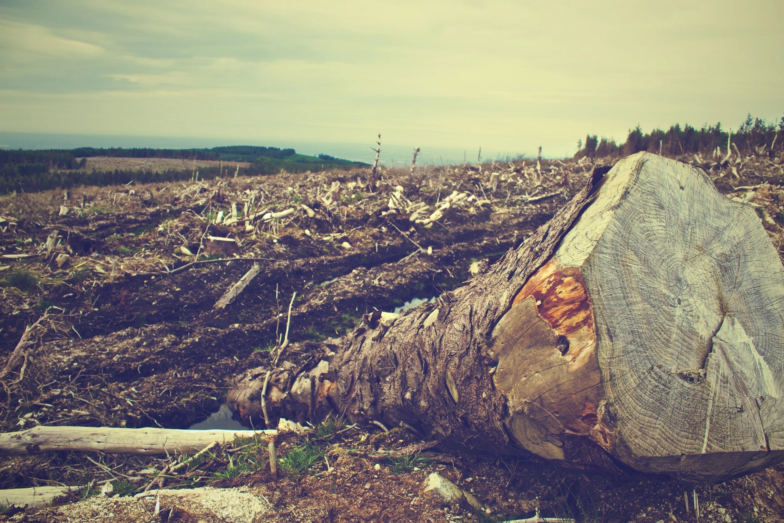 clearing-desolation-destruction-4451.jpg