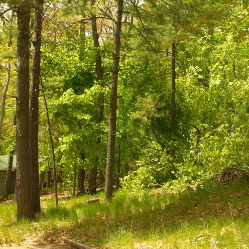 Home Camp Douglas Smith