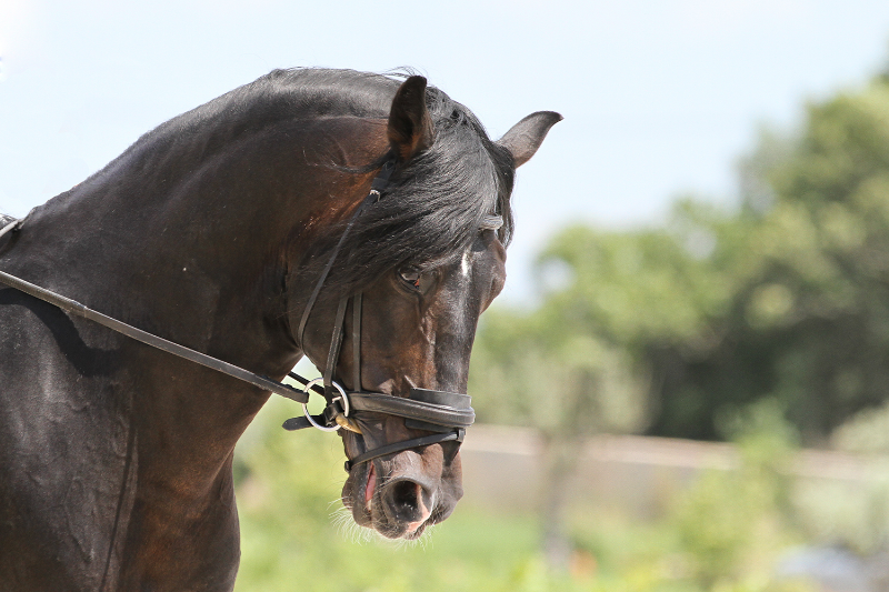 Chevaux à vendre