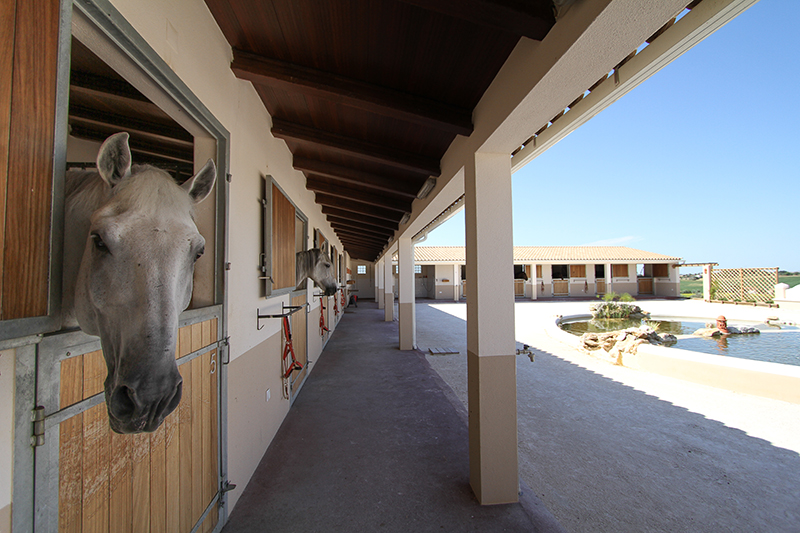 Cavalo lusitano