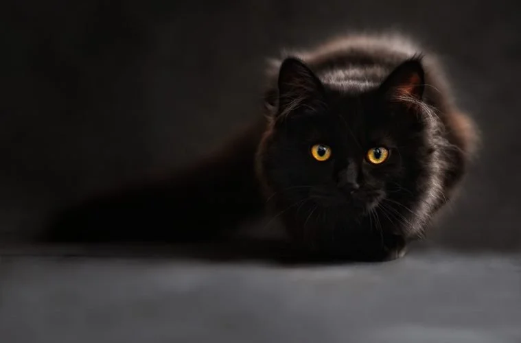 black-759x500.jpg
