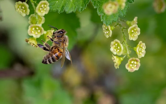 bee-3360682_640.jpg