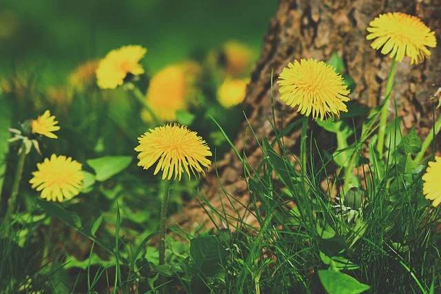 dandelion-4238884_640.jpg