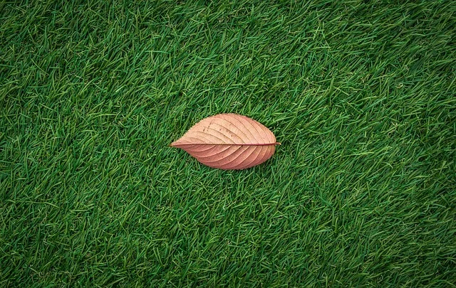 leaves-1822976_640.jpg