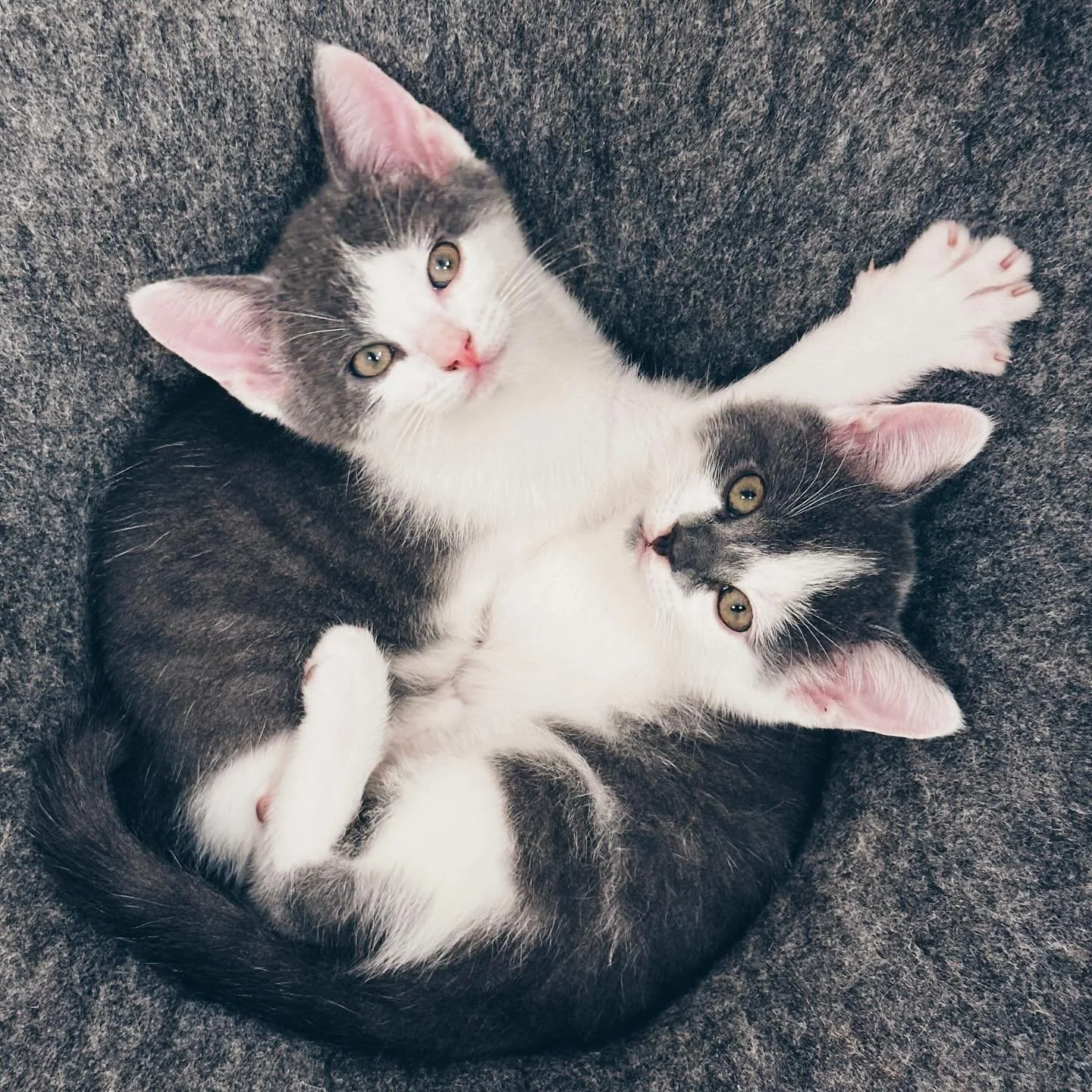Mabel + Dipper, whom I&rsquo;ve been fostering since they were a wee 10 days old, are now 8 weeks old today and getting ready to find their forever home! These two are the sweetest little duo. Full of snuggles and silly kitten zoomies! These two are 