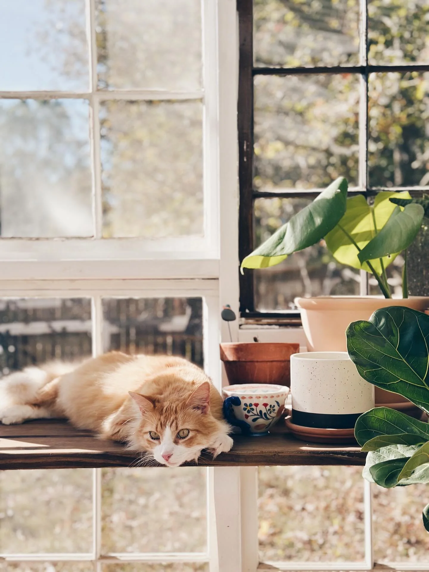Happy orange boy hanging with me and my coffee in the greenhouse this morning💛