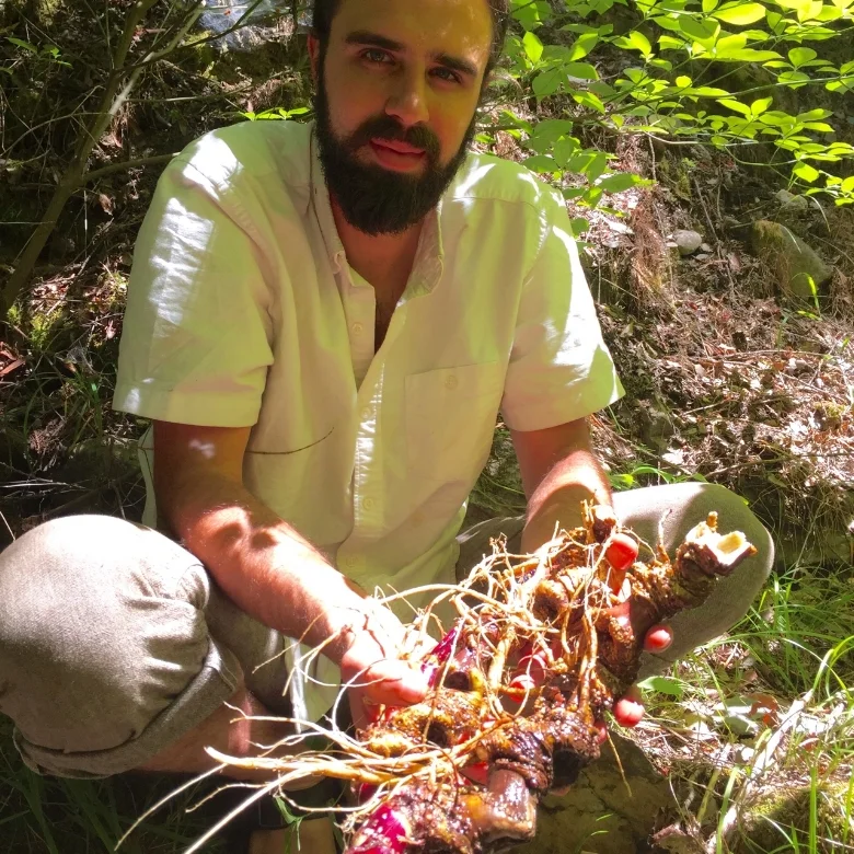 EL OSO holds a 12 year old Aralia Root.