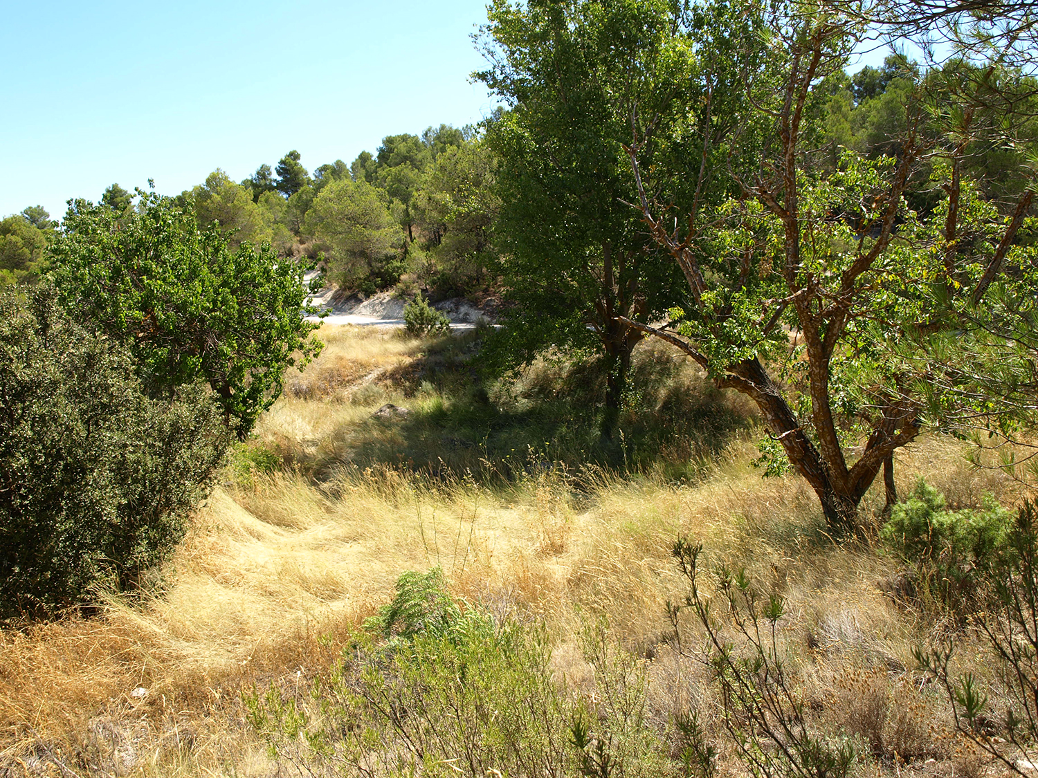 The proposed site for the pigment garden, with the poplar tree at the far side.