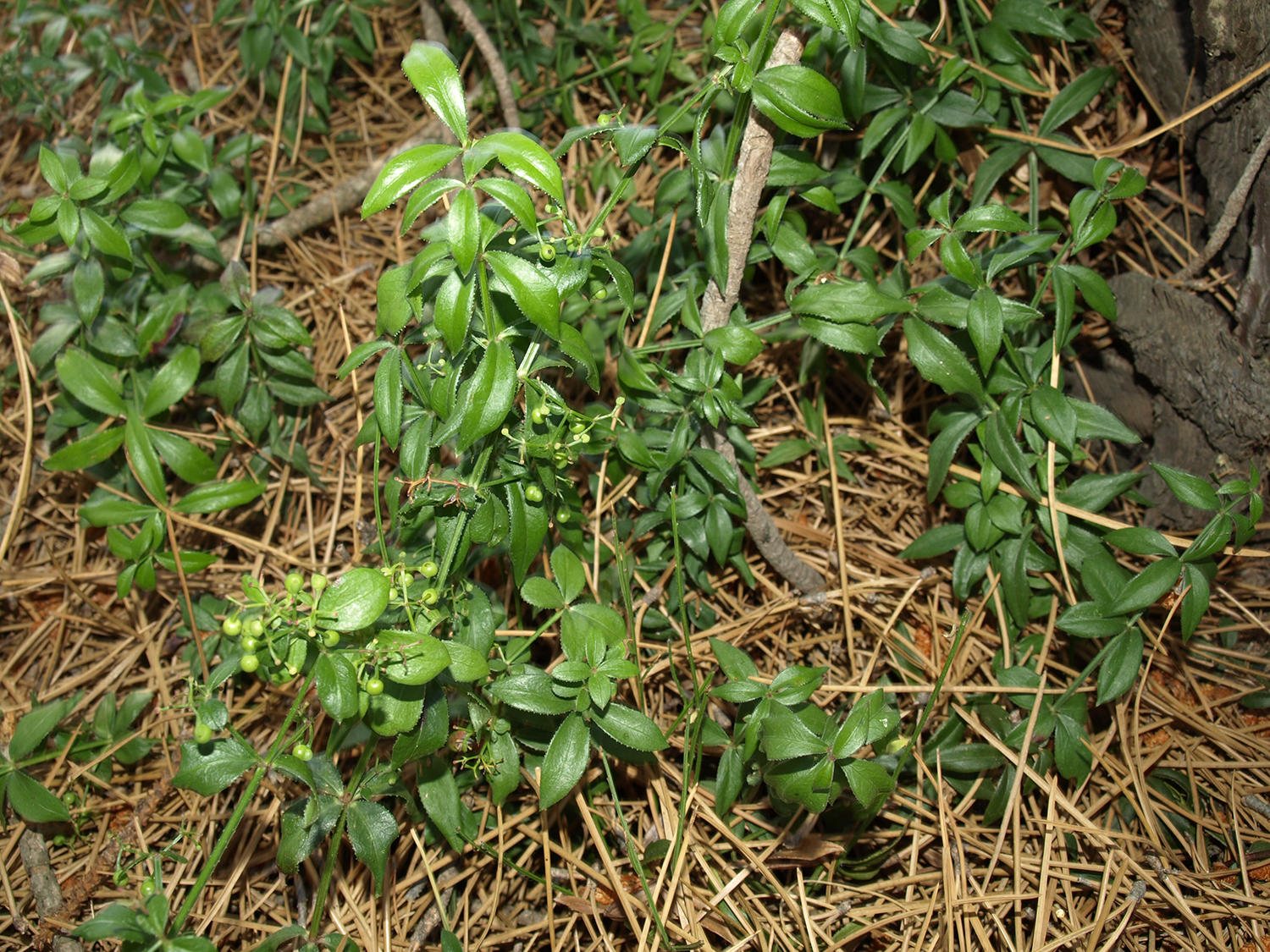 Wild madder (Rubia peregrina)