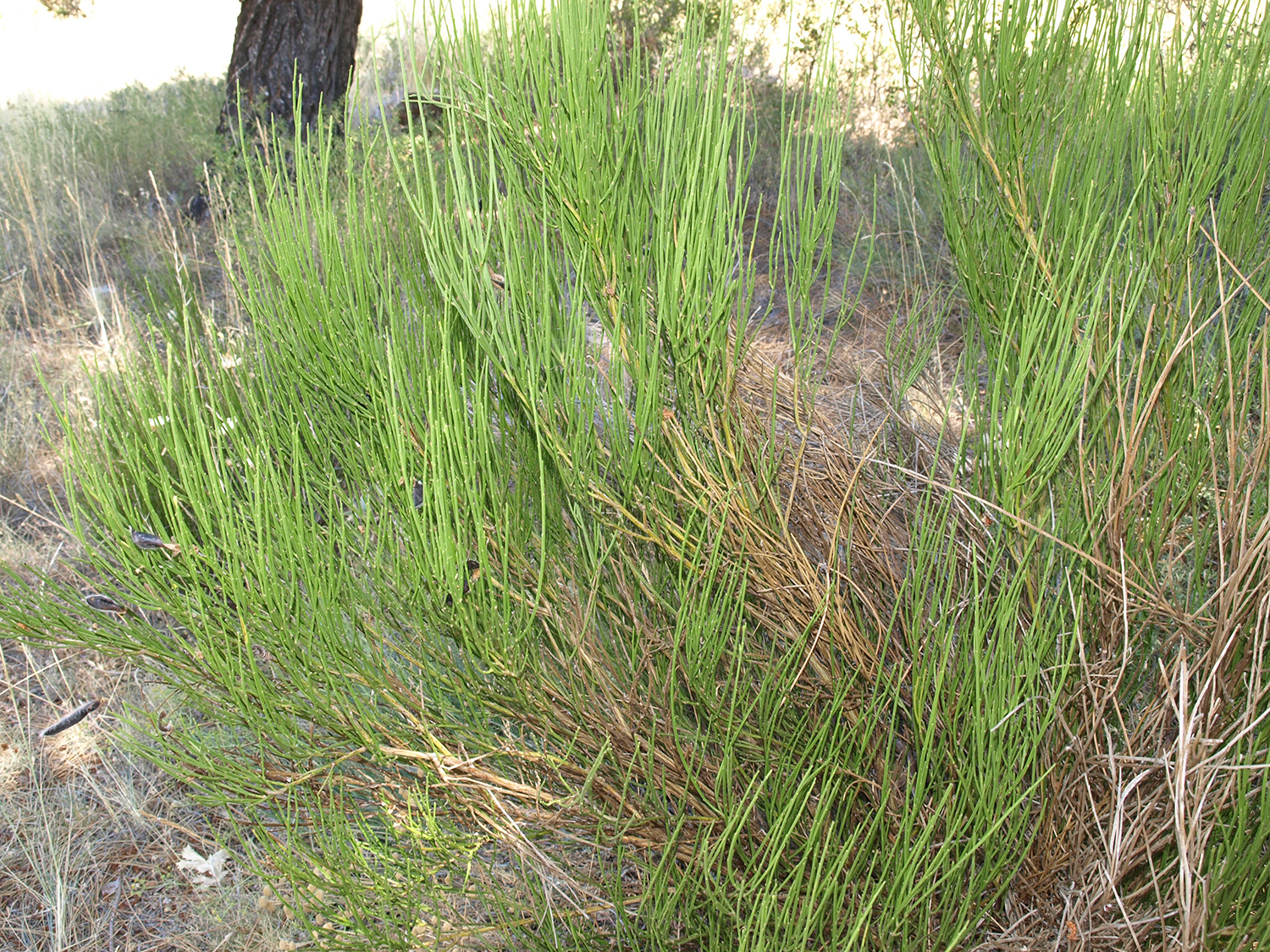 Broom (Cytisus scoparius)