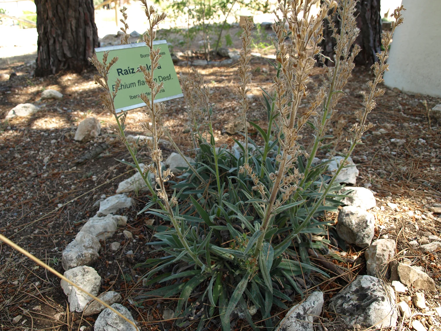 Raíz colorá (Echium flavum)