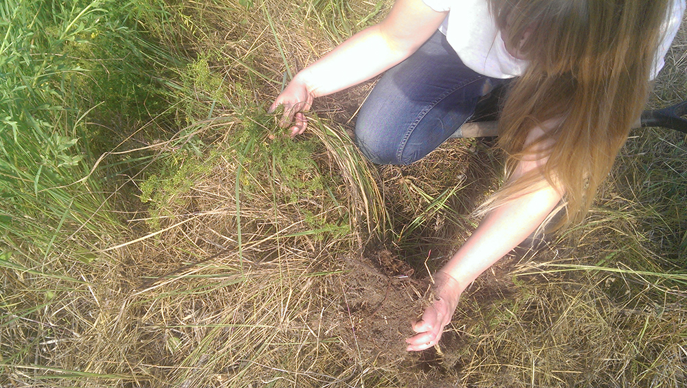 Harvesting lady's bedstraw (Galium verum) roots for red.