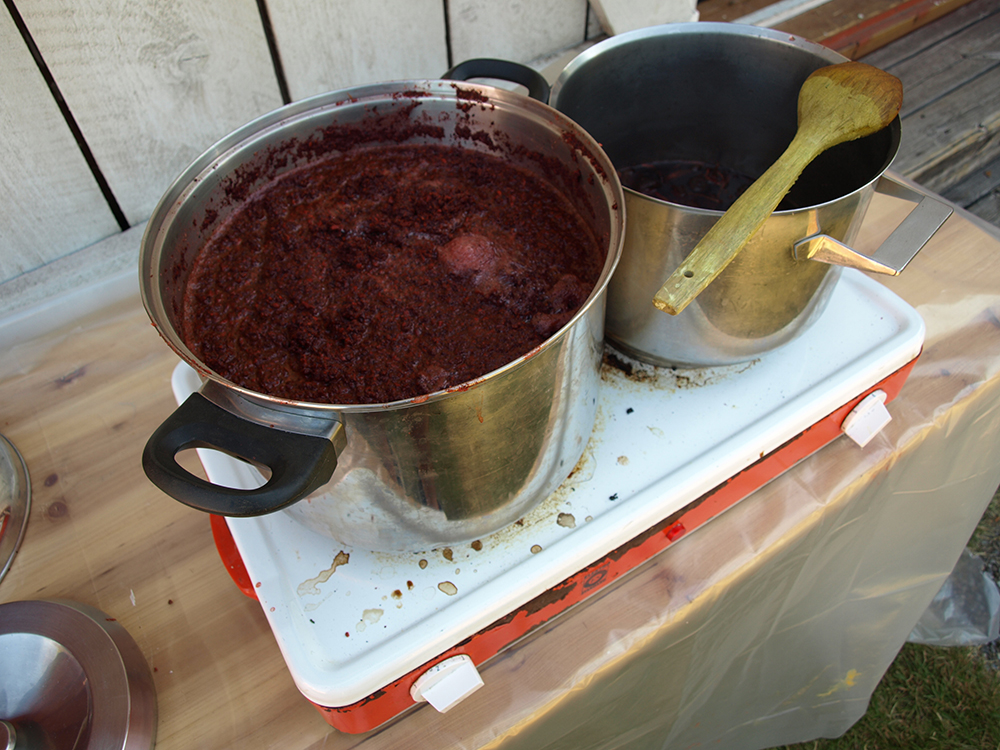 Madder roots simmering with alum.