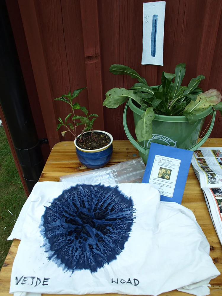 Woad pigment with a woad plant behind to the right.