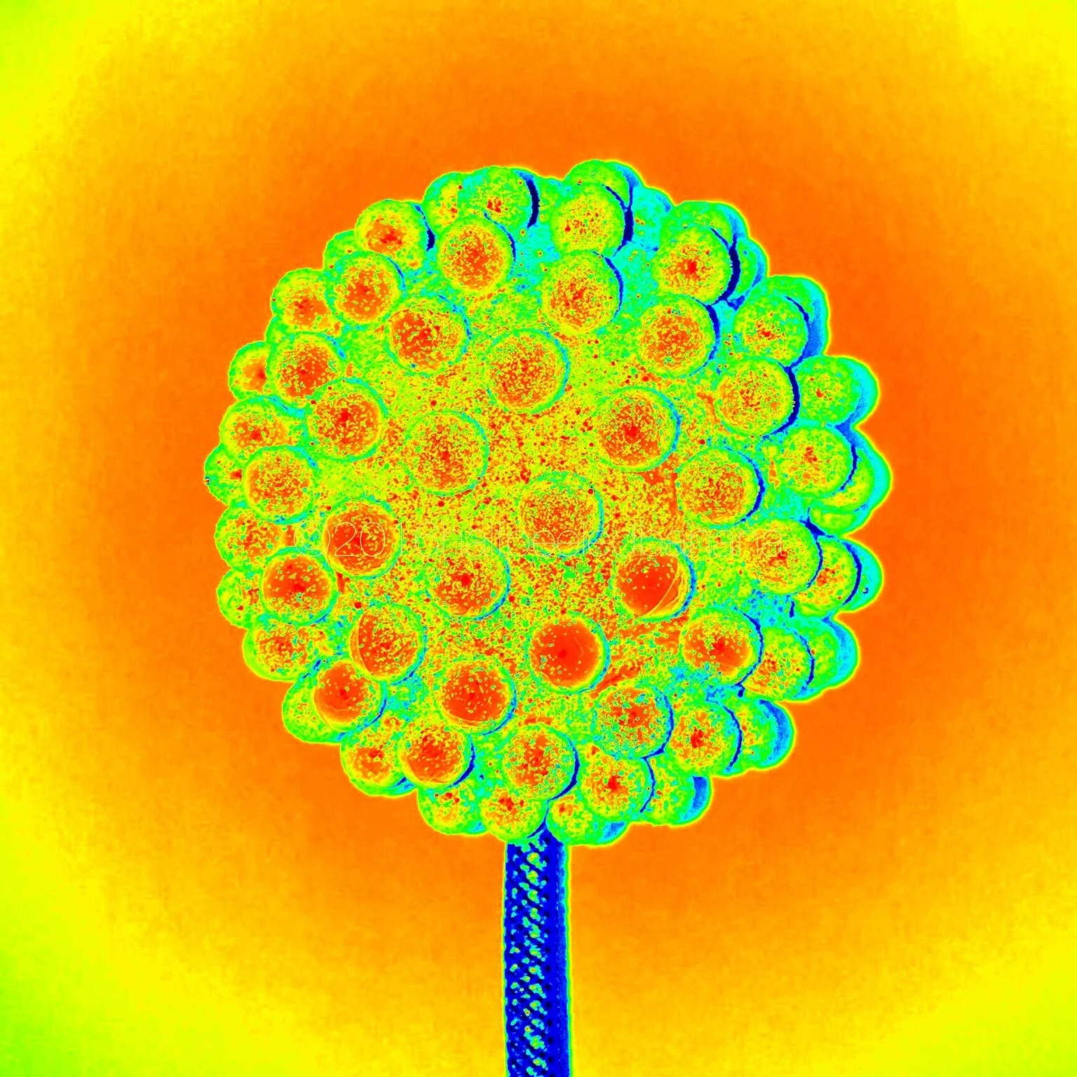 whoa! neon nubs flower print!!