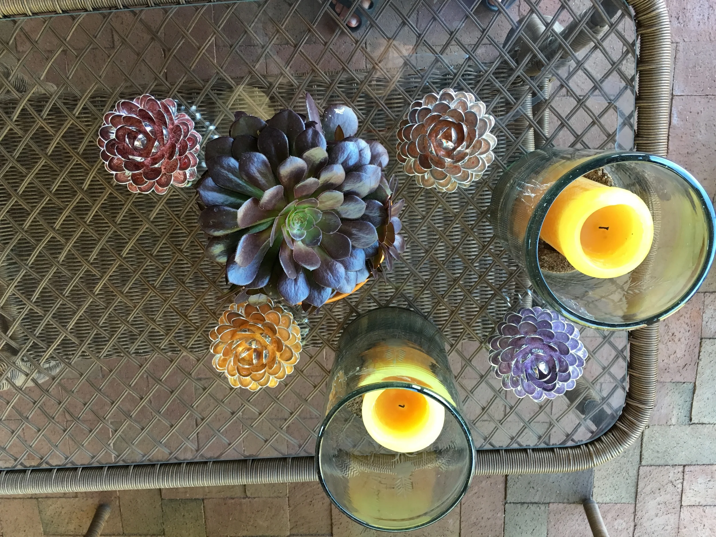 these succulents don't need any water!!