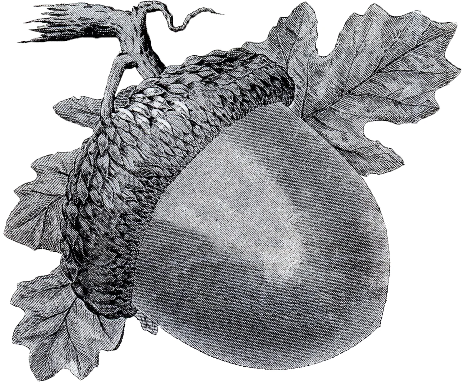 Vintage-Acorn-Image-Fall-GraphicsFairy2.jpg