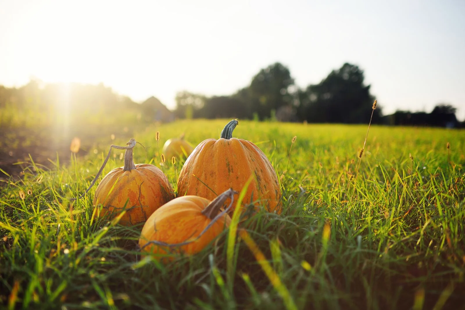 Pumpkins-in-field.jpg