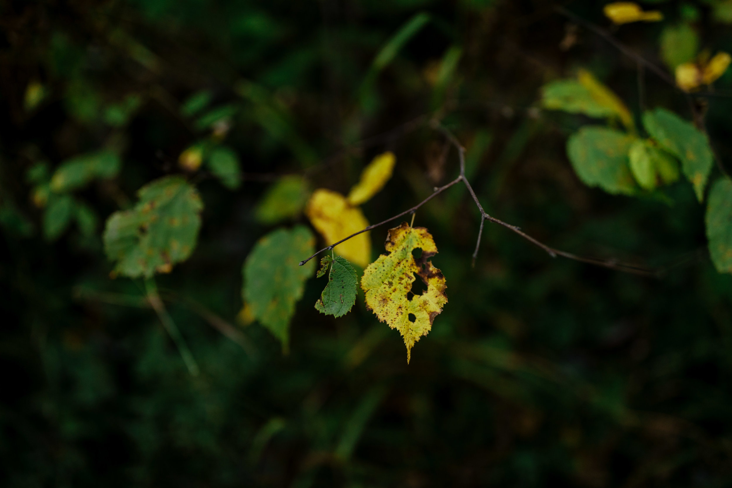 michigan-lifestyle-photographer-upper-penninsula-vacation-personal-116.jpg