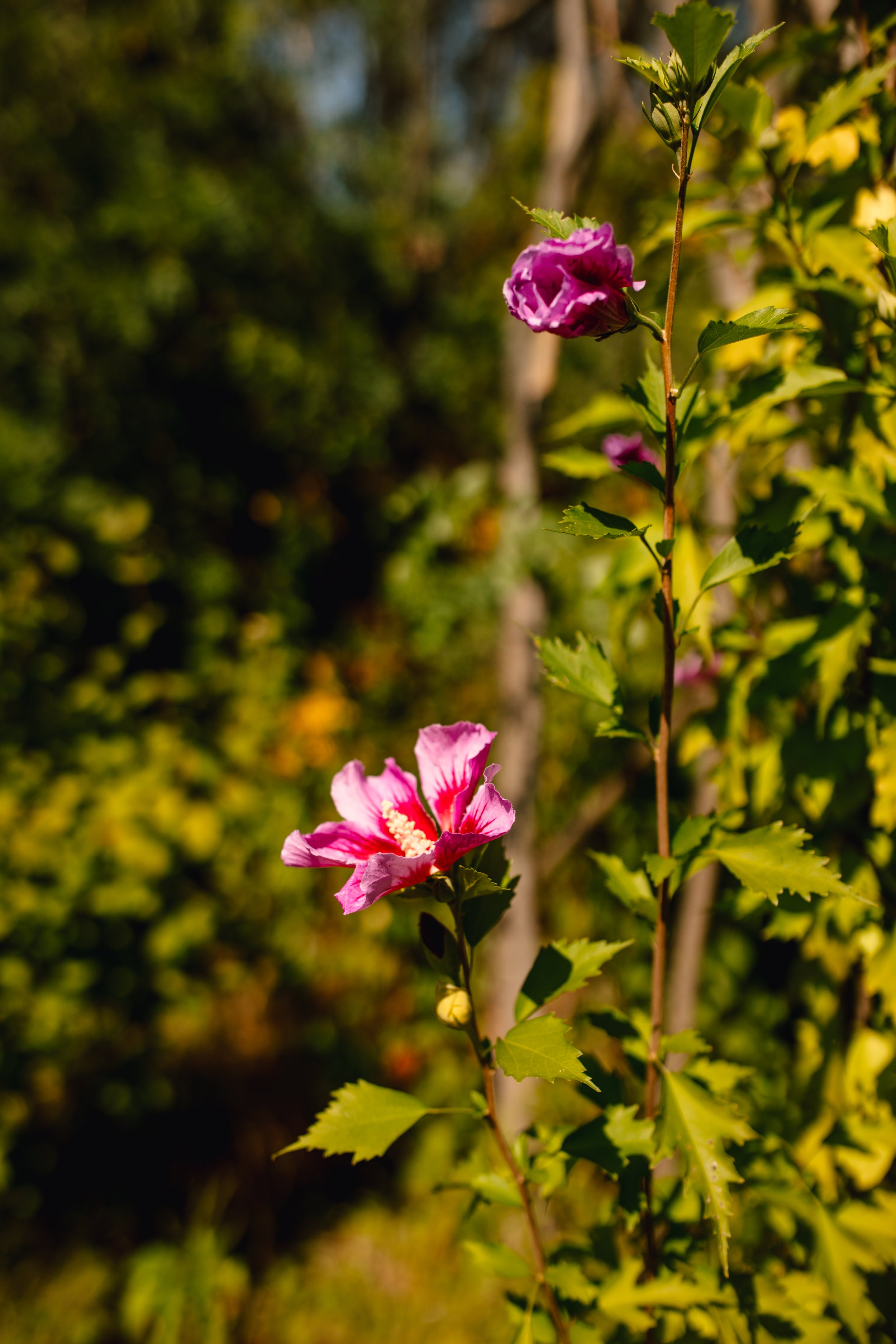 michigan-photographer-inisfree-farms-wedding-30.jpg