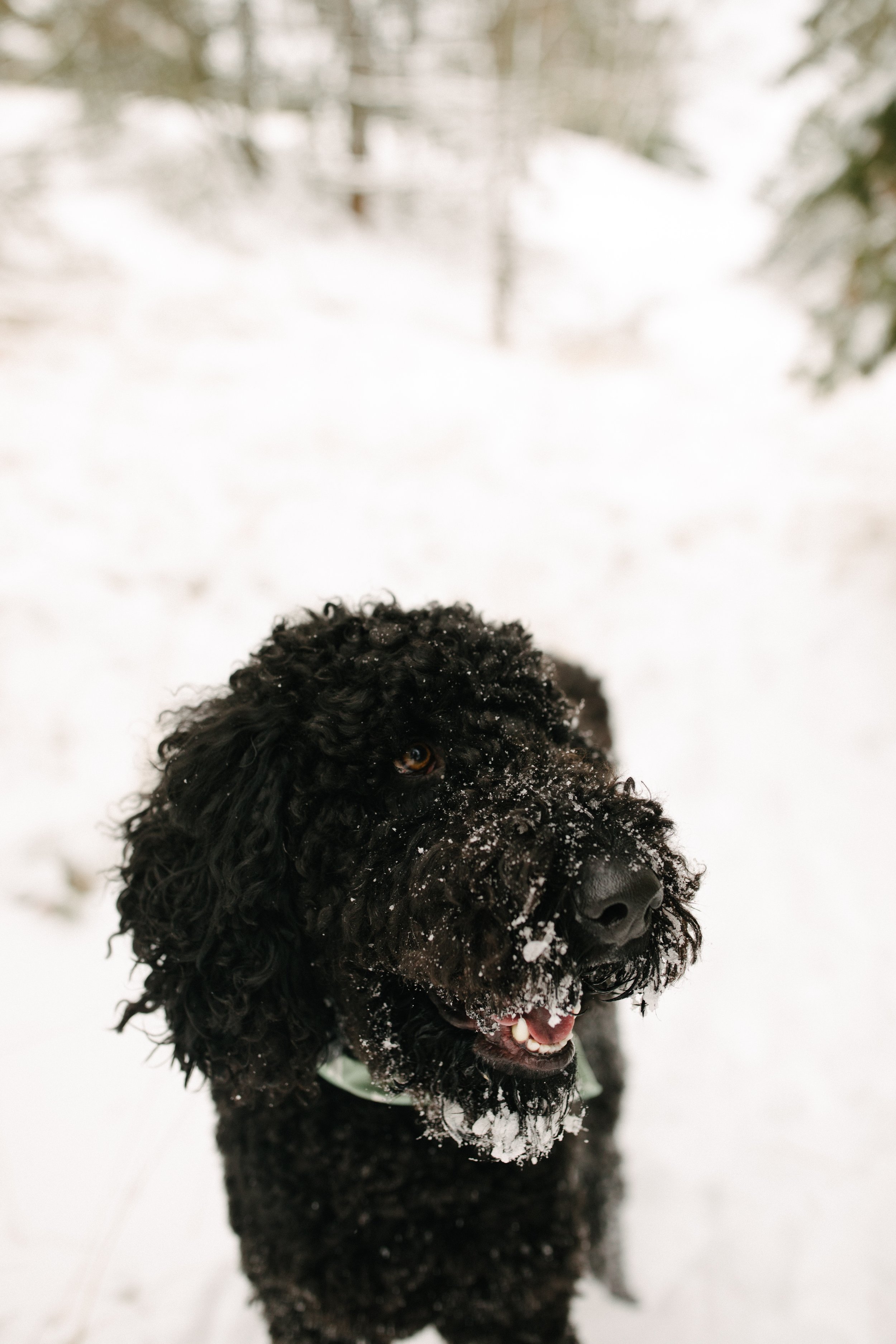 Michigan-Photographerwomens-couples-winter-session-38.jpg