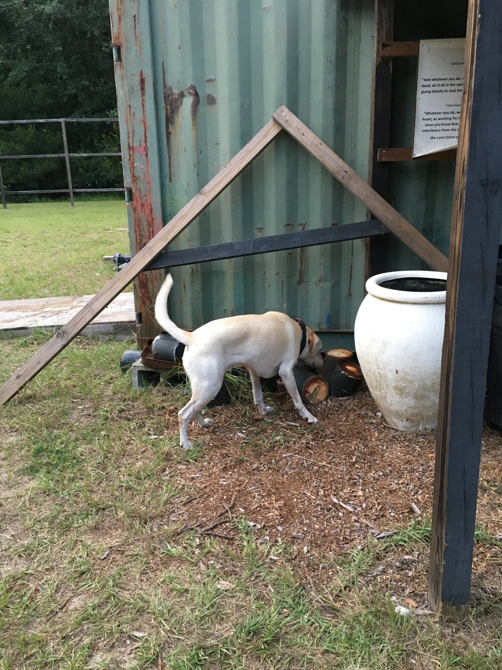 K9 Captain working