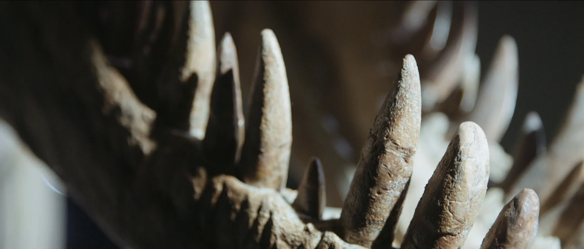 teeth.jpg