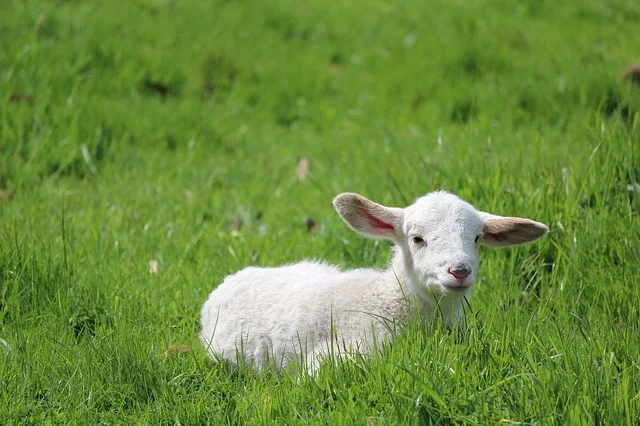 lamb-2855905_640.jpg