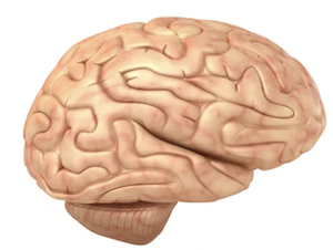 brain.png