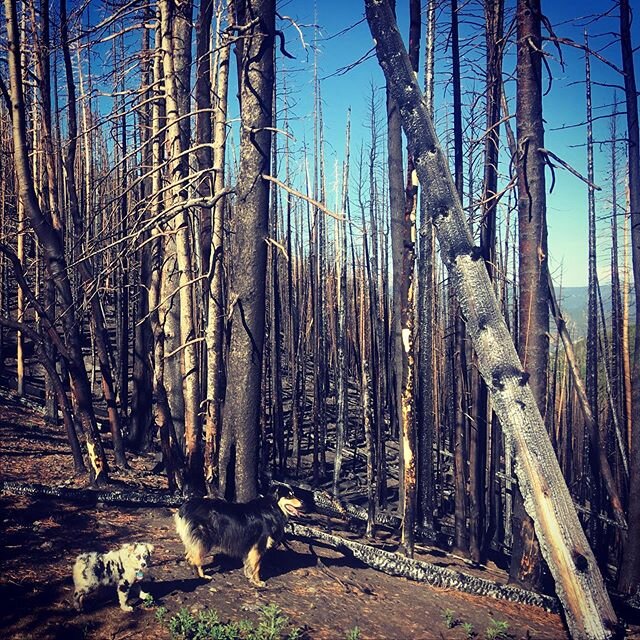 Nothing like an old dog, a young pup, and a forest fire burn area to get you thinking about cycles of life out on an awesome #trail run in #salidacolorado. I also thought a lot about that in the #worldstoughestrace with @mmacy146. Stoked to watch it 