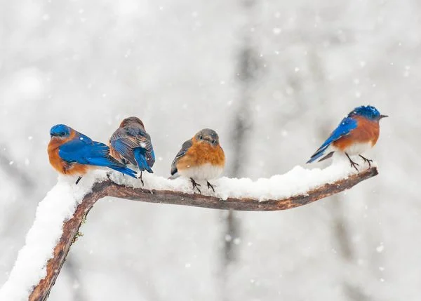 Attracting Birds in Winter