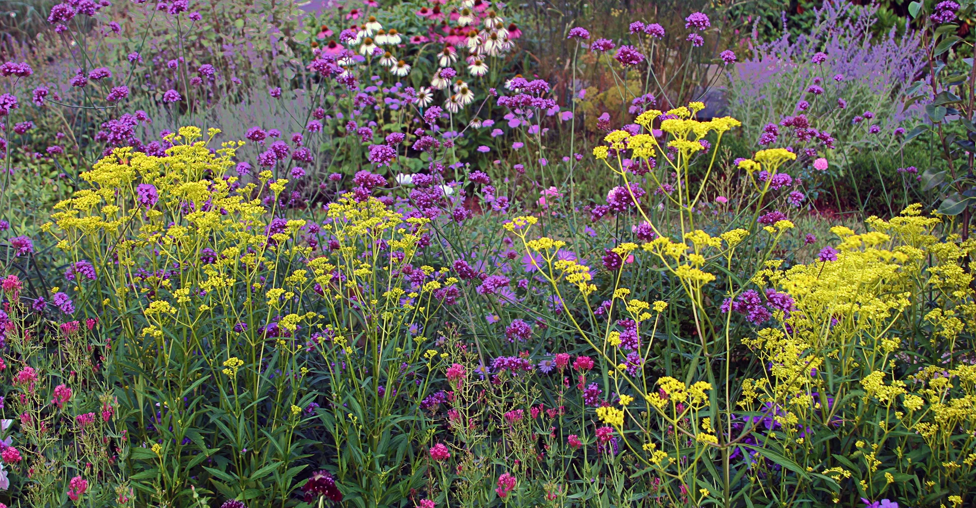 Planting Wildflowers Indoors