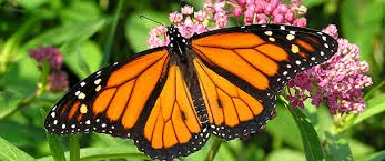 Monarch butterflies headed for extinction