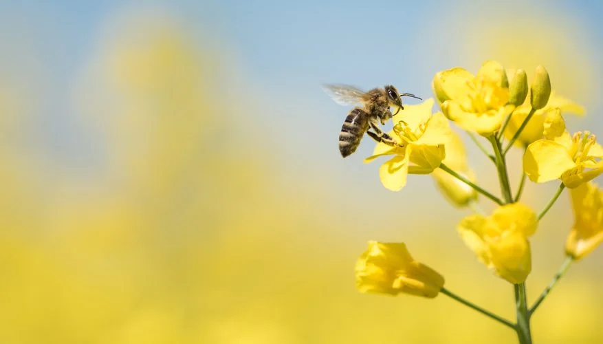World’s First Vaccine to Save Honeybees Developed