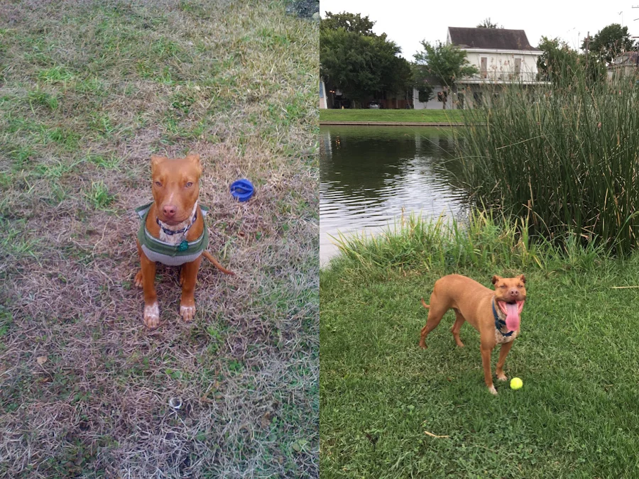 The dog Gayoso, as a baby and now.