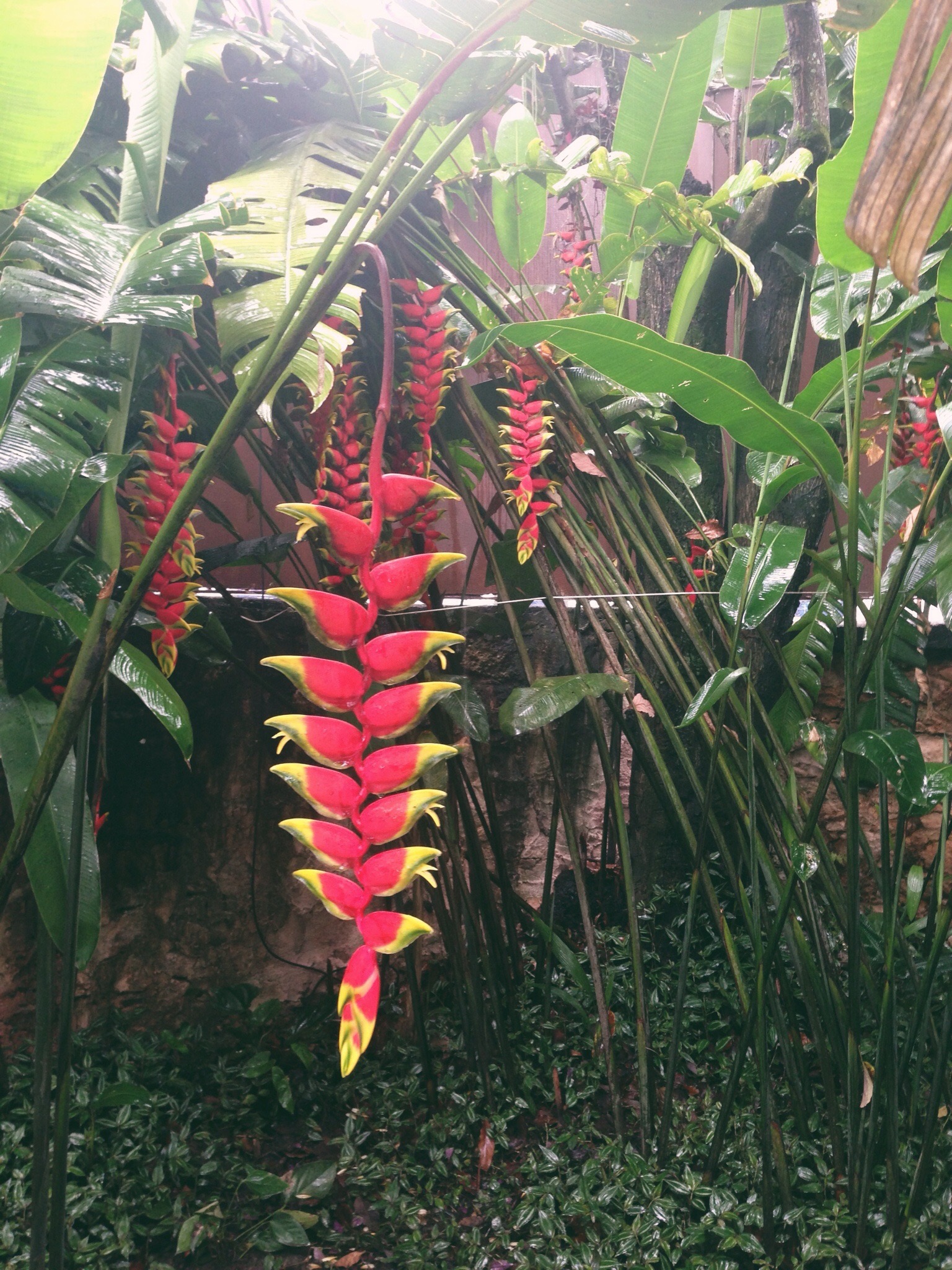 Heliconia Plant.jpg