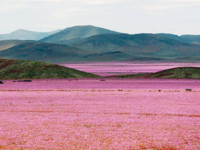 Atacama Desert in bloom by Mario Ruiz