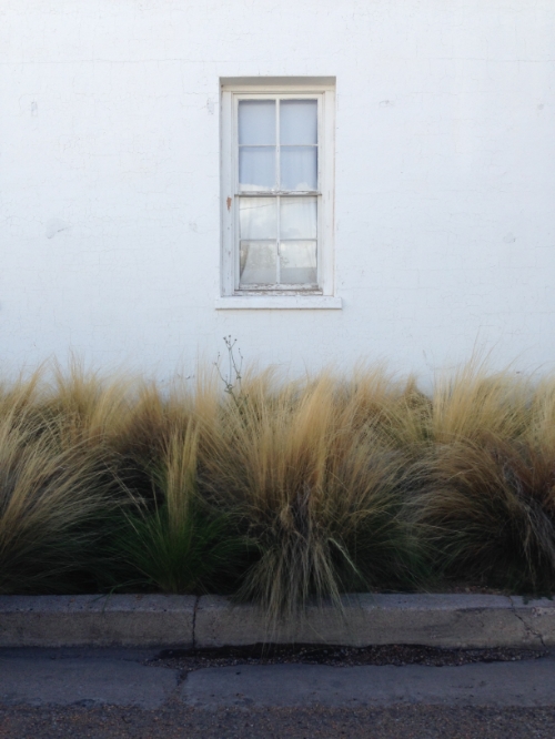 Marfa Grass 1 - Maleeha Sambur.jpg