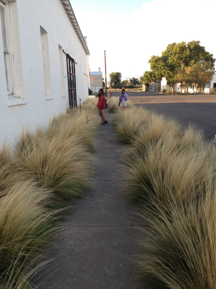 Marfa Grass 3 - Maleeha Sambur.jpg