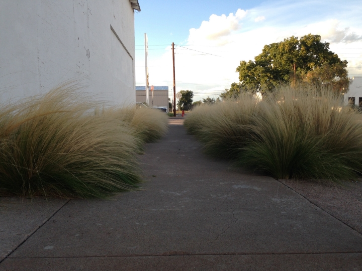 Marfa Grass 2 - Maleeha Sambur.jpg