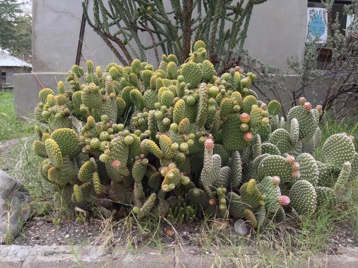 Marfa Cactus - Maleeha Sambur.jpg