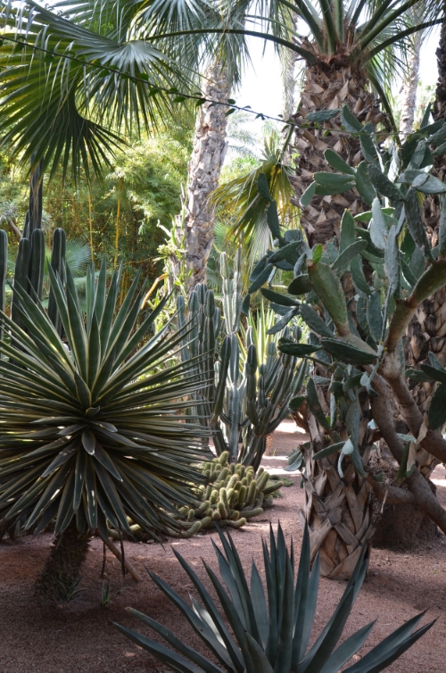  Jardin Majorelle cactus garden | photo by Maleeha Sambur 
