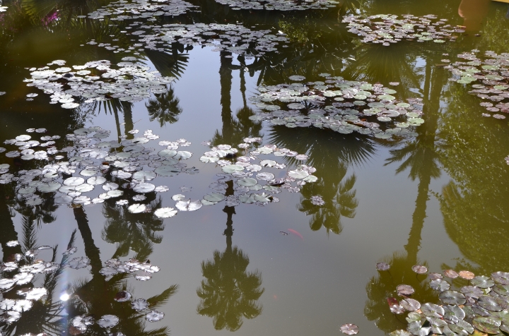  Koi pond at the Jardin Majorelle | photo by Maleeha Sambur 