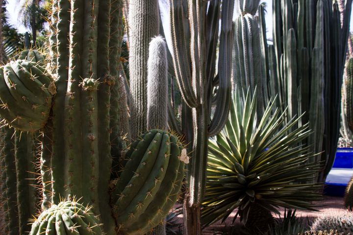 Cactus garden at YSL's Jardin Majorelle | photo by Tawfeeq Khan