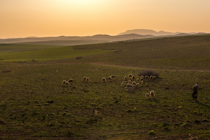  A shepherd and his flock | photo by Tawfeeq Khan 