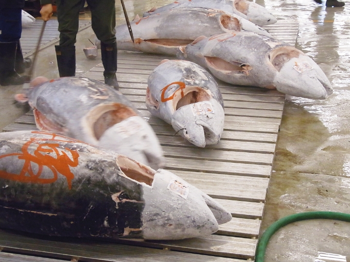  Tsukiji tuna auction 
