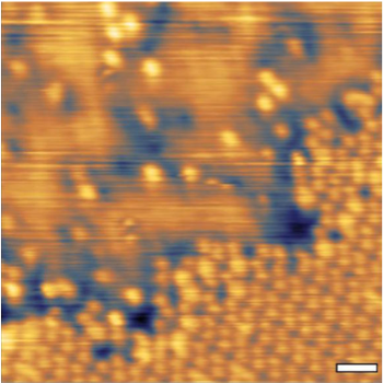 Edge of c(4x5√3)-O on Ag(111), T = 80 K, scale bar = 5 nm