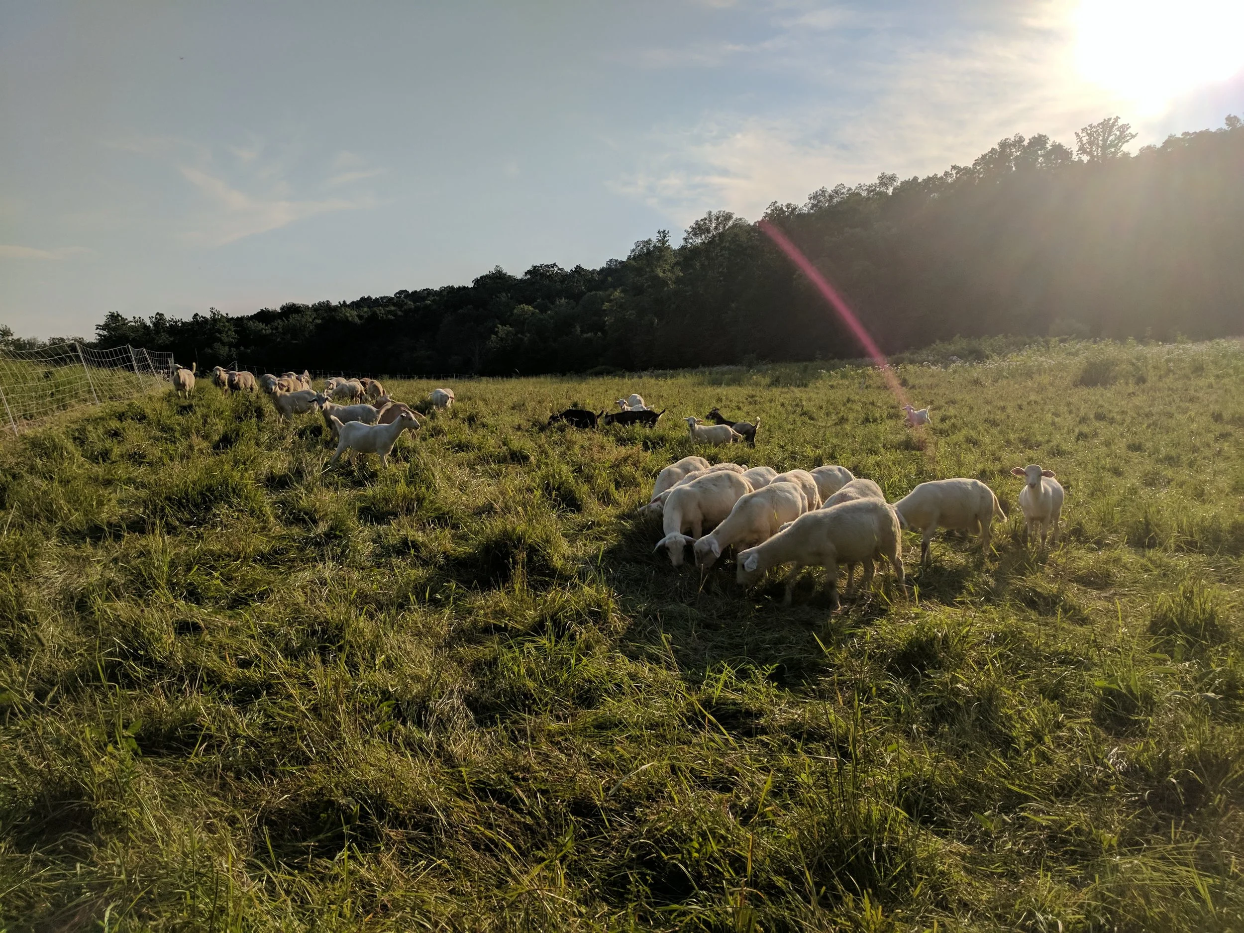 sheepgoatsinpasture.jpg
